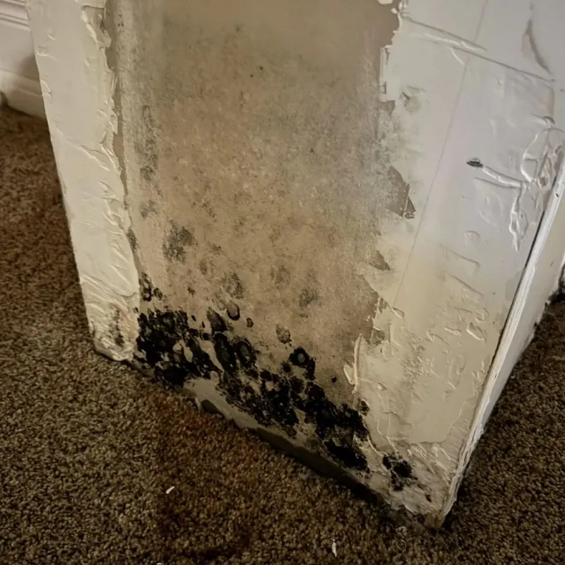Professional Mold Removal in Pendleton, IN